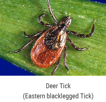 deer tick